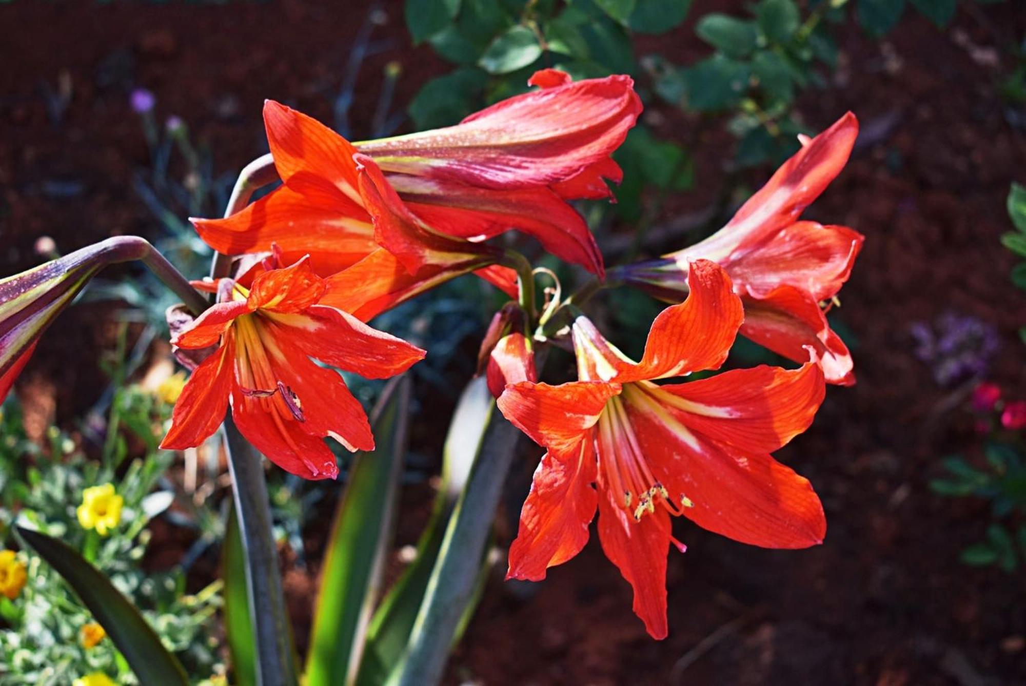 Flower Garden Rhapsody - Modern Family Apartments Near Fažana Exteriör bild